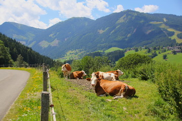Fototapeta na wymiar Rinderherde in den Alpen / Schladming