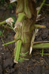 Big Hemp Stalk