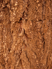 A Pattern of Brown Knarled Bark on a Tree Trunk