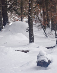 Snow covered ground, trees, and rocks - Lone peak Wilderness, Utah