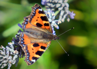 Small Tortoiseshell Butterfly On Lavender