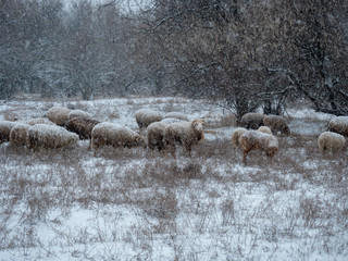 herd of sheep, rams and goats is grazed in meadow in forest by river. Sheep with little lambs. Winter landscape with heavy snowfall on farm, traditional agriculture