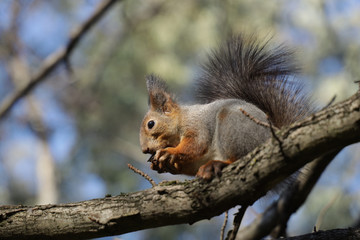 Naklejka na ściany i meble squirrel on a tree with a nut