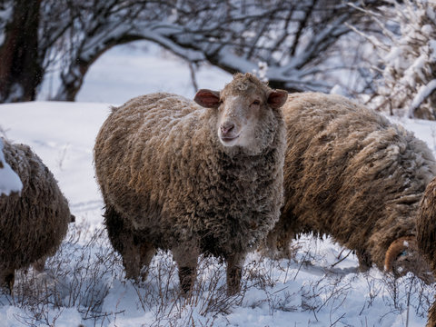 herd of sheep, rams and goats is grazed in meadow in forest by river. Sheep with little lambs. Winter landscape with heavy snowfall on farm, traditional agriculture
