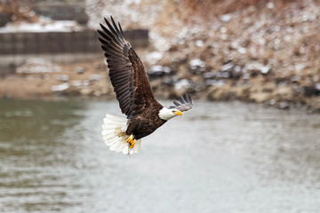 A bald eagle hunts over the Iowa River in downtown Iowa City on Monday, Jan. 13, 2019.