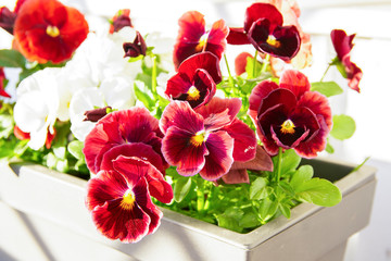 Viola tricolor growing in the pot