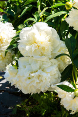 White peony flowers in the garden, Helsinki, Finland