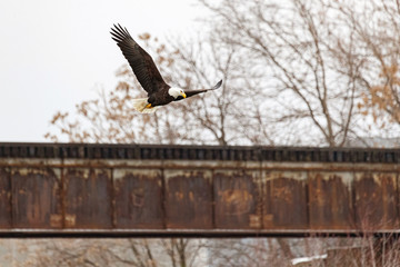 A bald eagle hunts over the Iowa River in downtown Iowa City on Monday, Jan. 13, 2019.