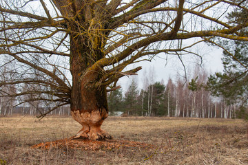 huge tree after being bitten by a wild forest beaver