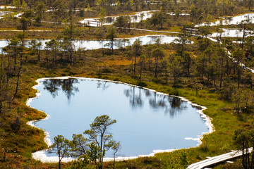 Swamp in Kemeri National Park. Land covered by moss and a lake in the swamp.