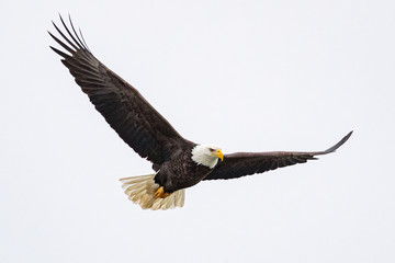 Fototapeta A bald eagle hunts over the Iowa River in downtown Iowa City on Monday, Jan. 13, 2019. obraz