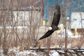 A bald eagle hunts over the Iowa River in downtown Iowa City on Monday, Jan. 13, 2019.