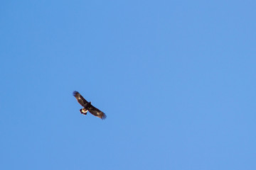Eagle fly in the blue sky