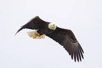 Badkamer foto achterwand A bald eagle hunts over the Iowa River in downtown Iowa City on Monday, Jan. 13, 2019. © harmantasdc