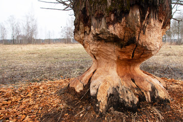 huge tree after being bitten by a wild forest beaver © Inga