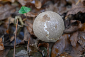 Champignon vesse de loup