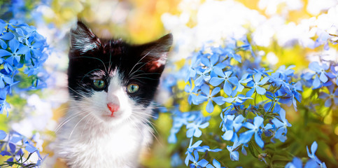 cute little kitten sits in a summer Sunny garden among blue forget-me-not flowers