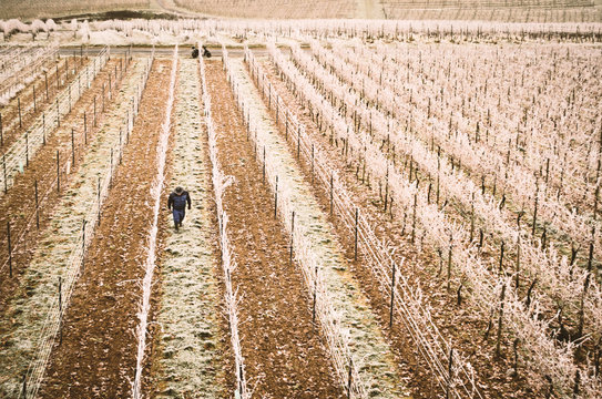 Viñedos En Rudesheim