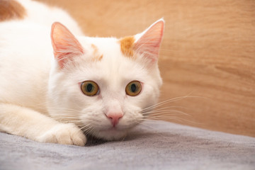 Fluffy white cat close-up. at home looking at the camera.