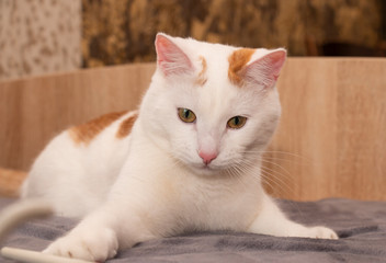 Fluffy white cat playing in bed at home