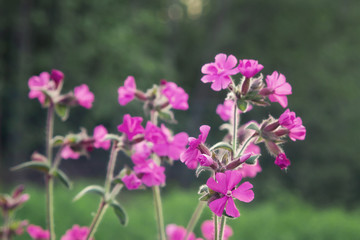 Fototapeta na wymiar Flowers of a perennial plant Silene dioica known as Red campion or Red catchfly on a forest edge in the summer