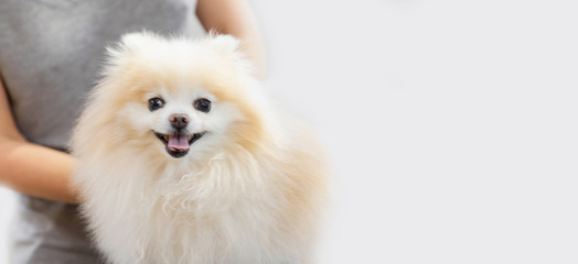 Professional groomer combing little dog pomeranian spitz, white background