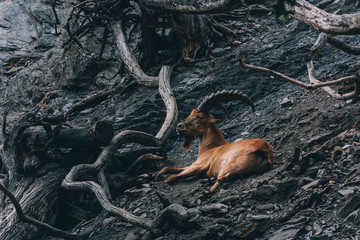 Lying mountain goat. Amazing wild nature.