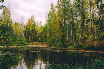 Fototapeta na wymiar Scenic forest swamp in autumn grove. Beautiful russian nature.