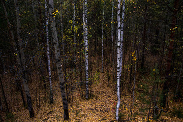 Obraz premium Autumn forest. View of trees from the top.