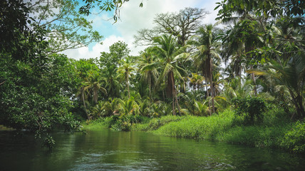 A beautiful calm River Landscape with green Palm Trees reflecting in the Water on a sunny Summer day in the Tropical Jungle Garden near Portobelo, Panama. - obrazy, fototapety, plakaty