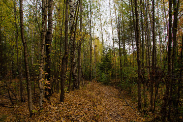 Obraz premium Scenic forest path in autumn grove. Beautiful russian nature.