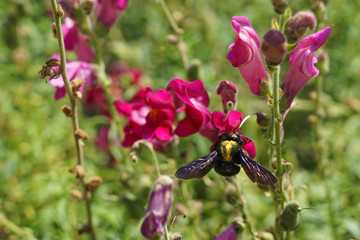 A large blue carpenter bee pollinating a pink flower