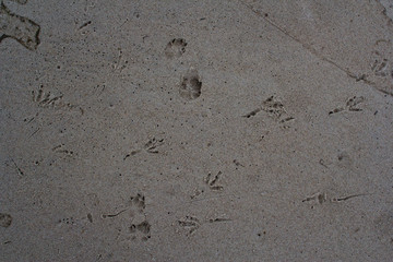 natural, ocean, bird footprint, landscape, stamp, nobody, yellow, bird footprints, animal footprints, bird tracks, birds, beech, wildlife, dry, foot, sandy, texture, nature, pattern, background, bird,