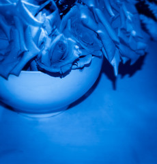roses in vibrant hues of blue
