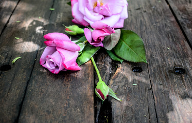 old wood and young rosebuds