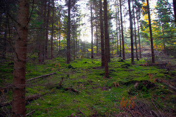 Mushroom forest in the autumn.