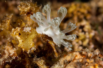 The most beautiful underwater snails of the Indian and Pacific Ocean