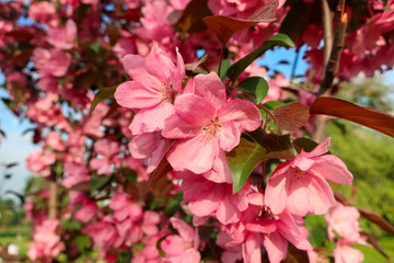 pink blooming apple tree flowers in spring in the park