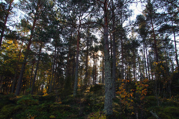 Picture showing how beautiful Swedish nature is