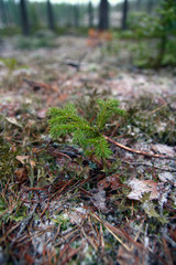 A pine plant growing in the forest