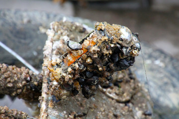Garbage that has been lying on the seabed