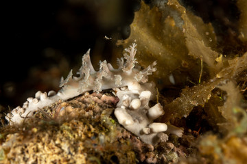 The most beautiful underwater snails of the Indian and Pacific Ocean