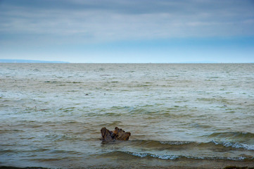 Rohrspitz - Rheindelta - Naturschutzgebiet 