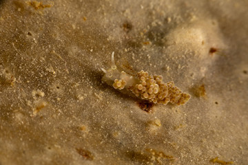 The most beautiful underwater snails of the Indian and Pacific Ocean