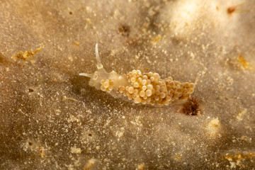 The most beautiful underwater snails of the Indian and Pacific Ocean