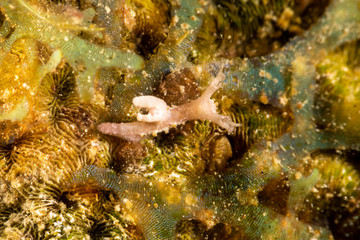The most beautiful underwater snails of the Indian and Pacific Ocean