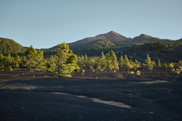 Pinos entre arenas volcánicas donde se rodó The Witcher en Canarias