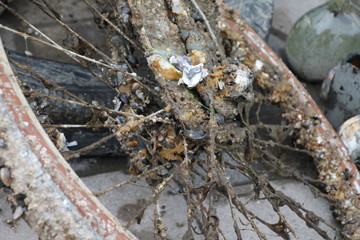 An old bicycle that has been lying on the seabed
