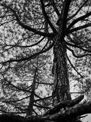 Pino Canario en el Parque Nacional de la Caldera de Taburiente