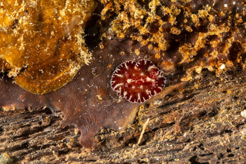 The most beautiful underwater snails of the Indian and Pacific Ocean